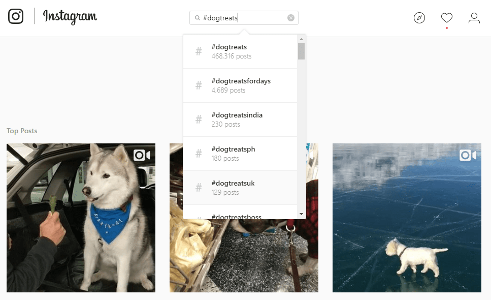 Instagram Marketing for Business dogtreats