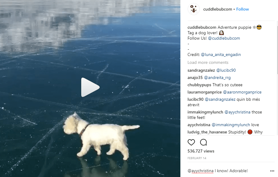 Instagram Marketing for Business White Dog 2