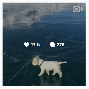 Instagram Marketing for Business White Dog
